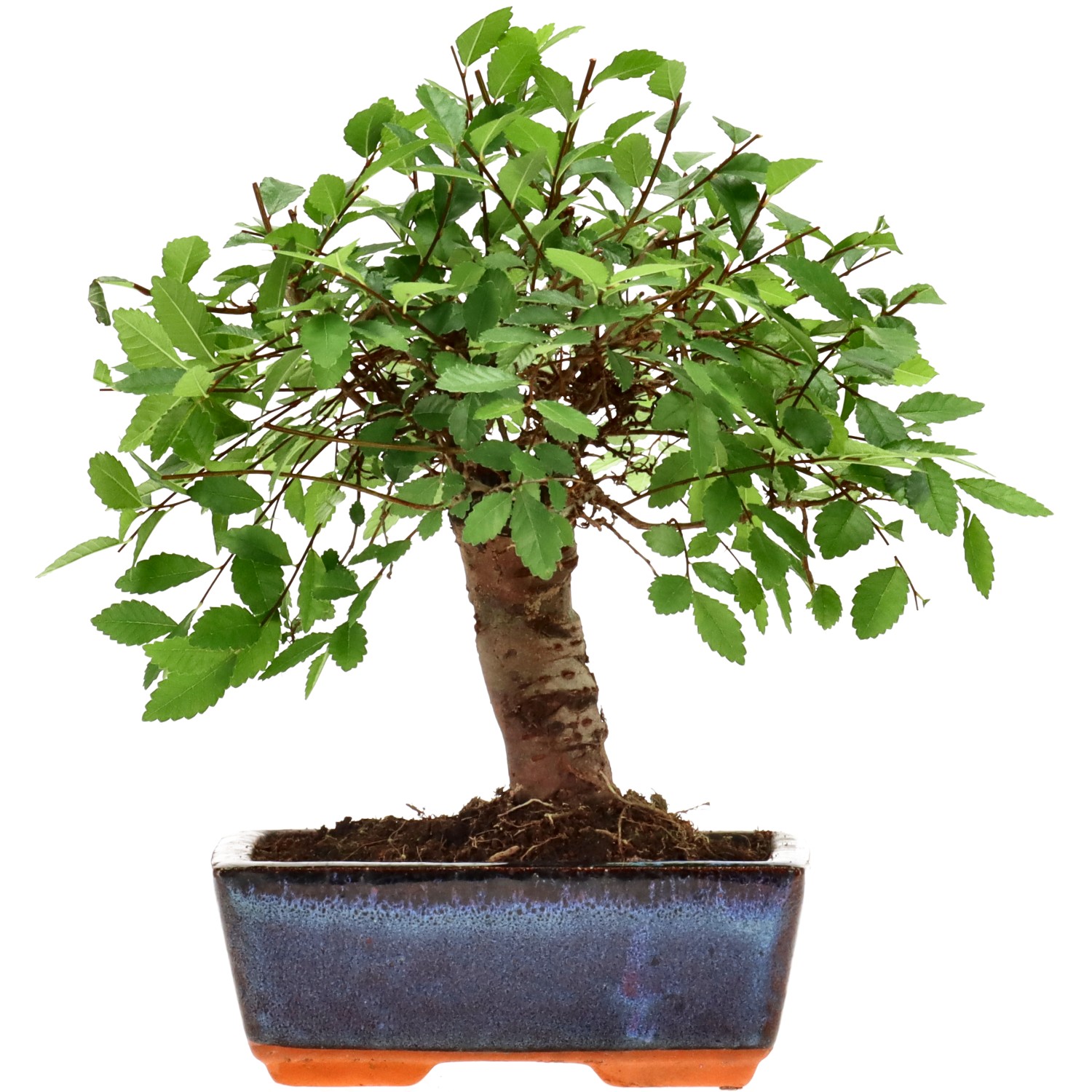 Orme de Chine, env. 7 ans (21 cm)