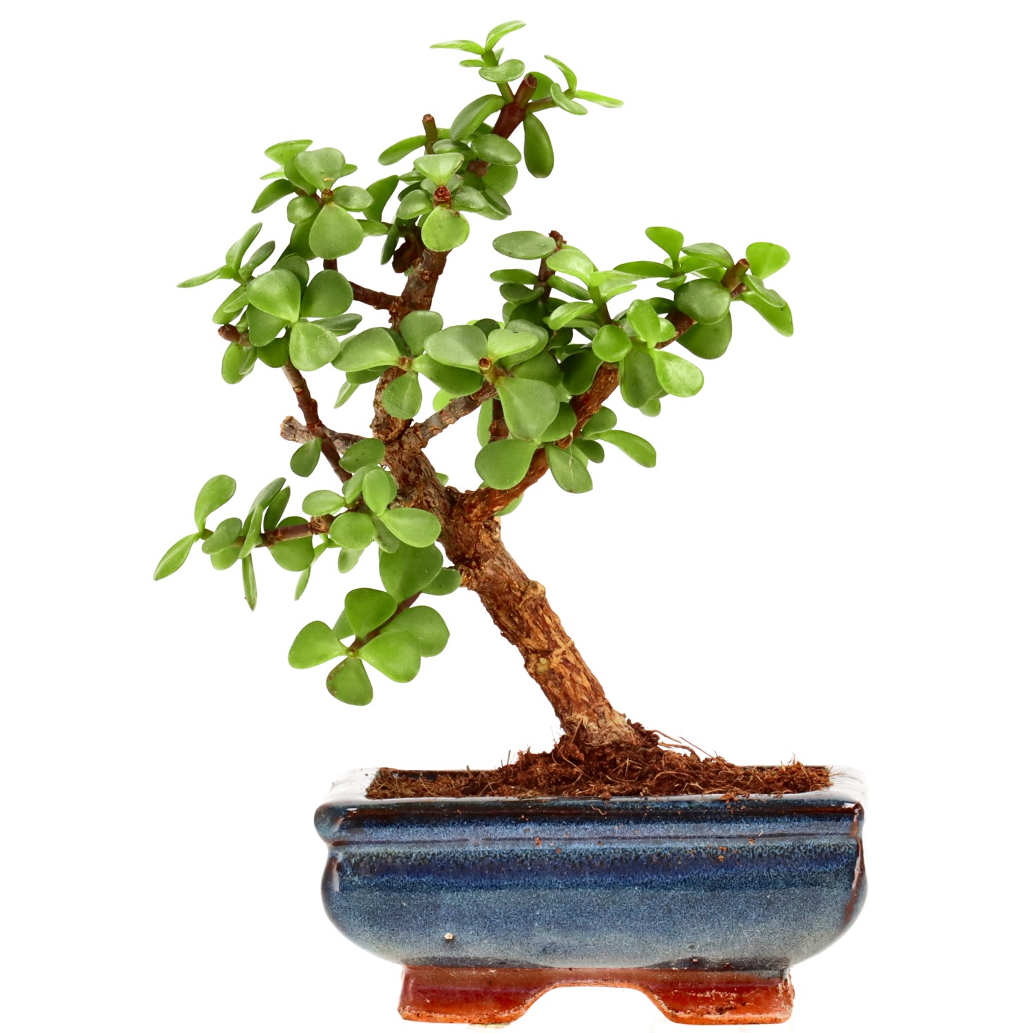 Jadebaum, ca. 7 J. (20 cm)