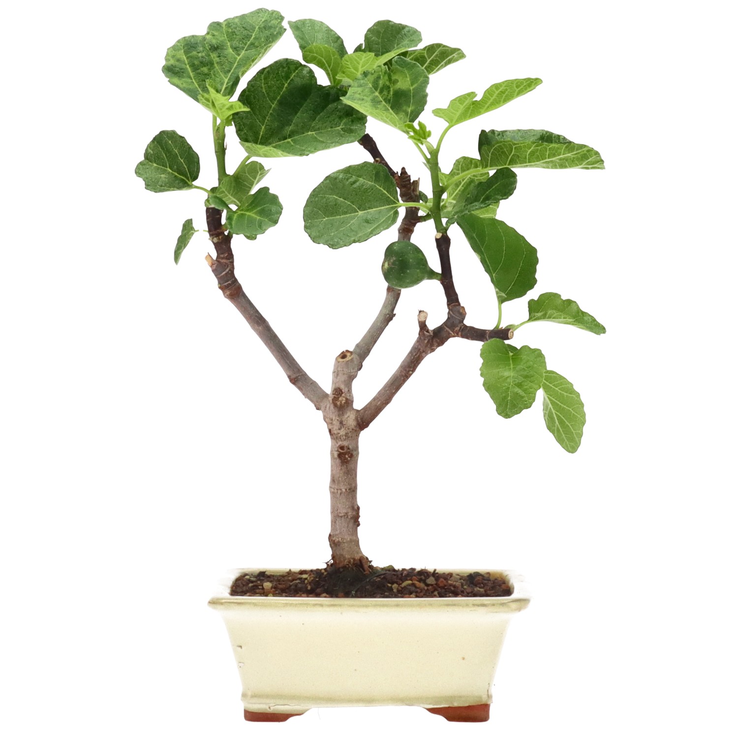 Ficus carica, ca. 7 anni (32 cm)