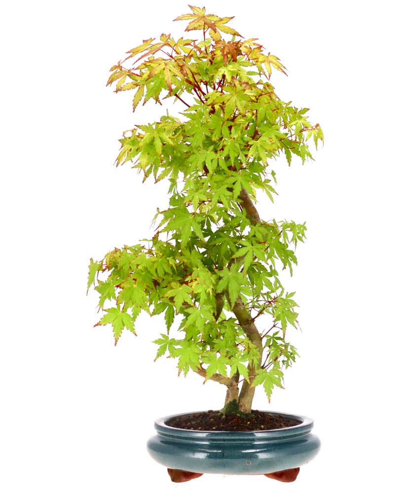 bonsai.fallbackImageTitle bonsai.fallbackImageTitle