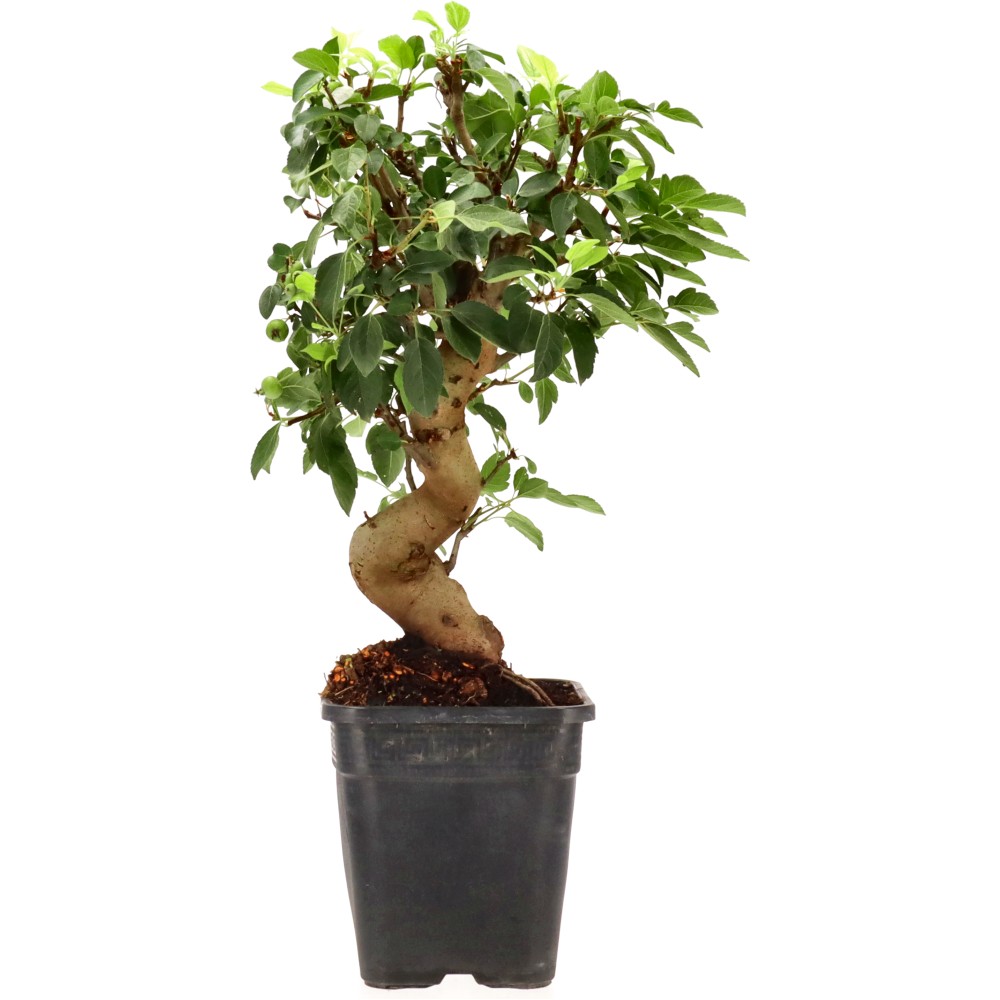 bonsai.fallbackImageTitle