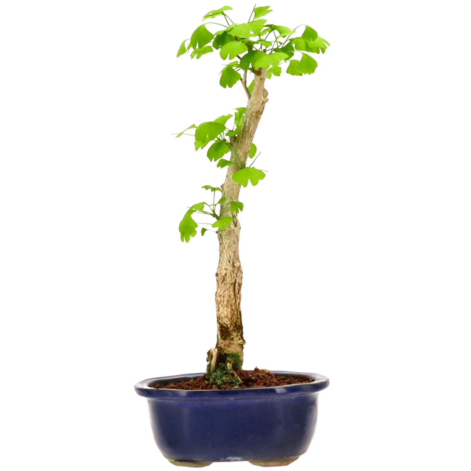 Ginkgo, ca. 10 J. (38 cm)