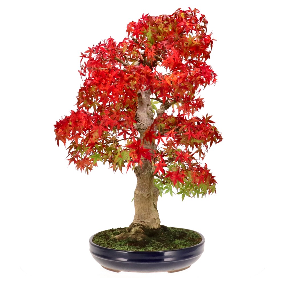 bonsai.fallbackImageTitle bonsai.fallbackImageTitle