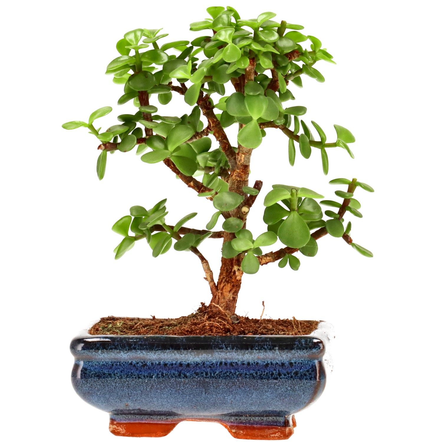 Árbol de la abundancia, aprox. 7 años (18 cm)