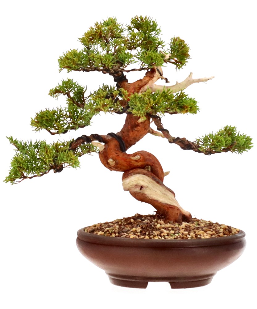 bonsai.fallbackImageTitle bonsai.fallbackImageTitle