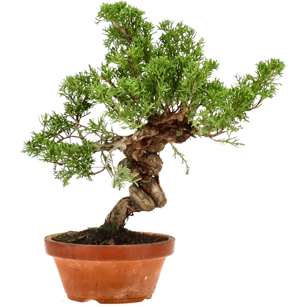 Chin. Wacholder, ca. 20 J. (25 cm)