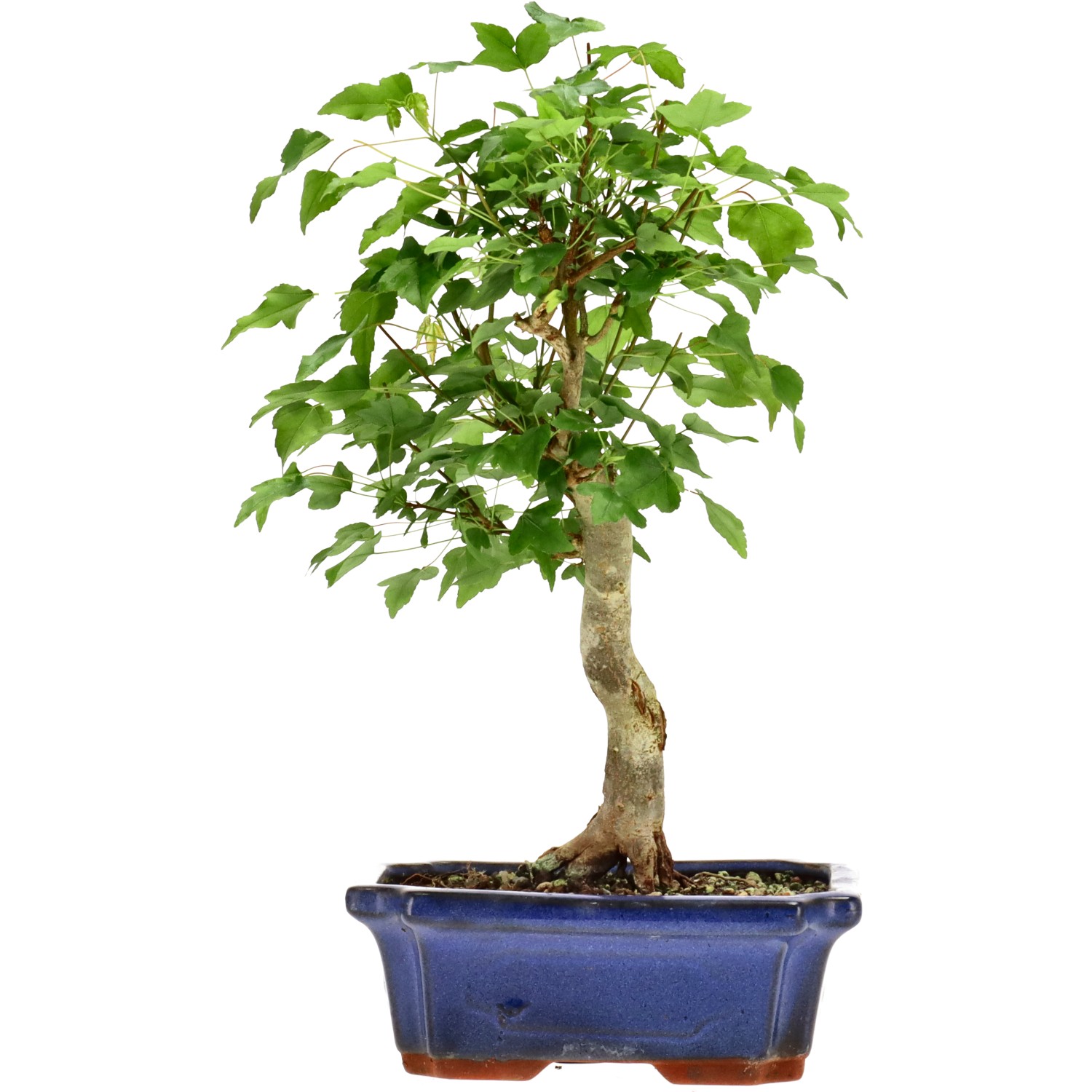 Acero tridente, ca. 9 anni (30 cm)