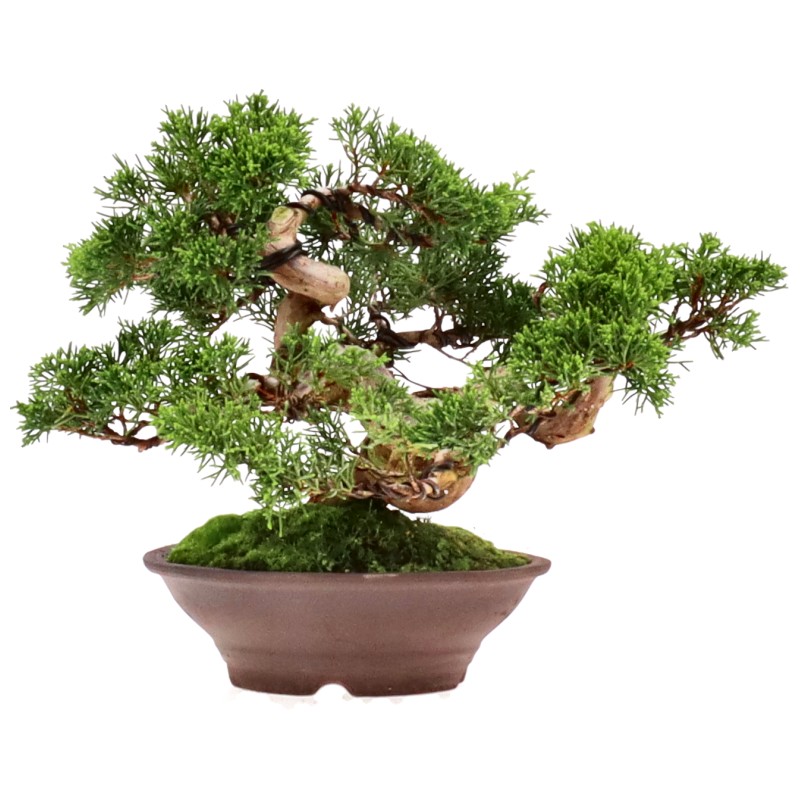 bonsai.fallbackImageTitle bonsai.fallbackImageTitle