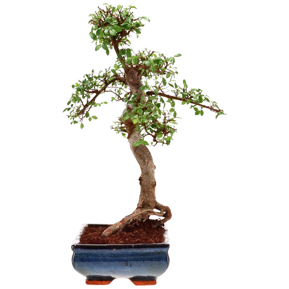 bonsai.fallbackImageTitle