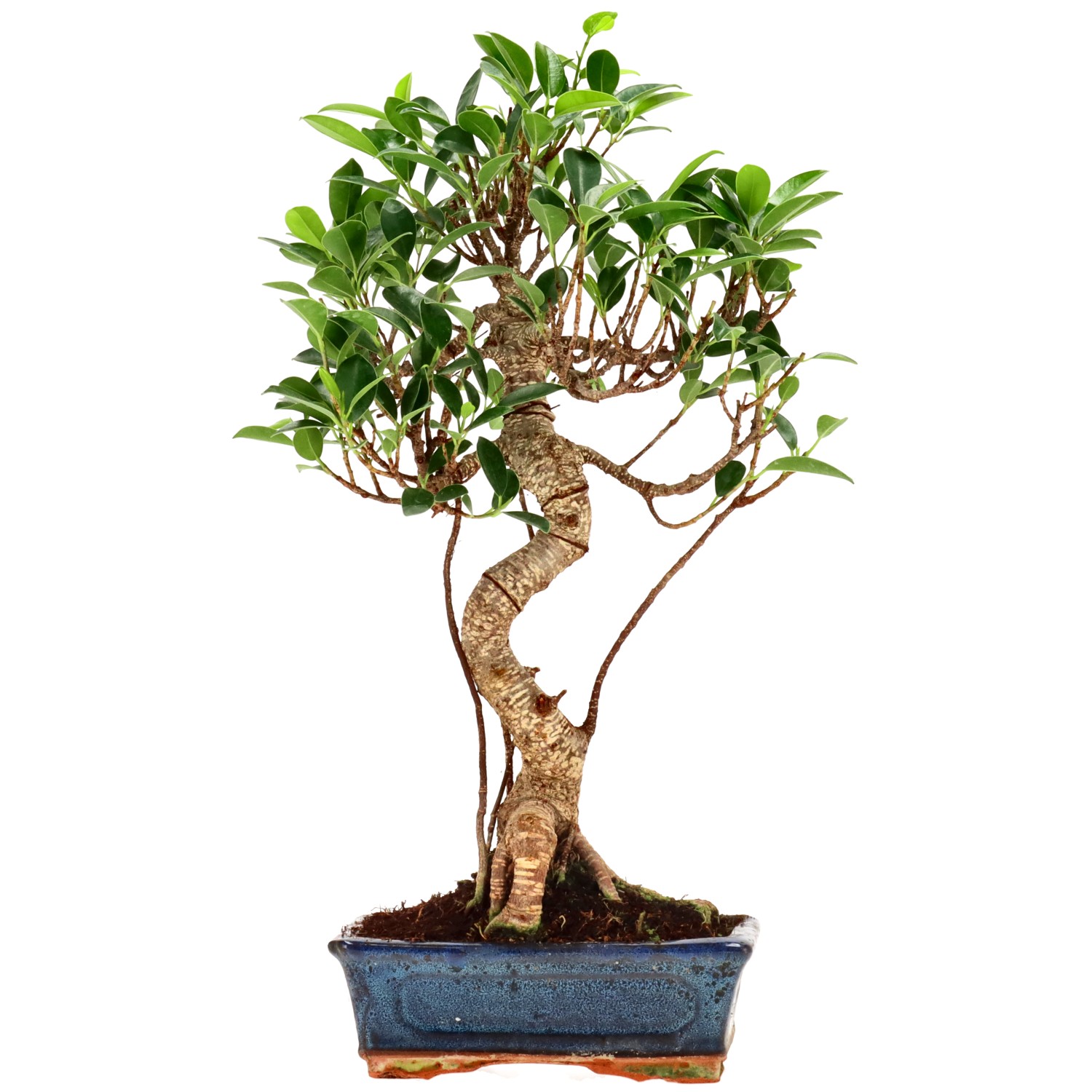 Ficus Retusa, ca. 9 anni (40 cm)