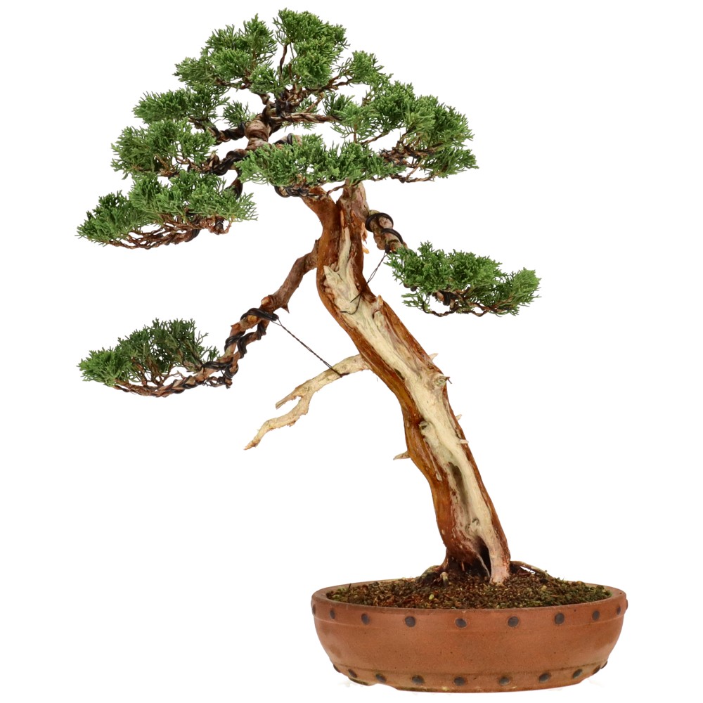 bonsai.fallbackImageTitle