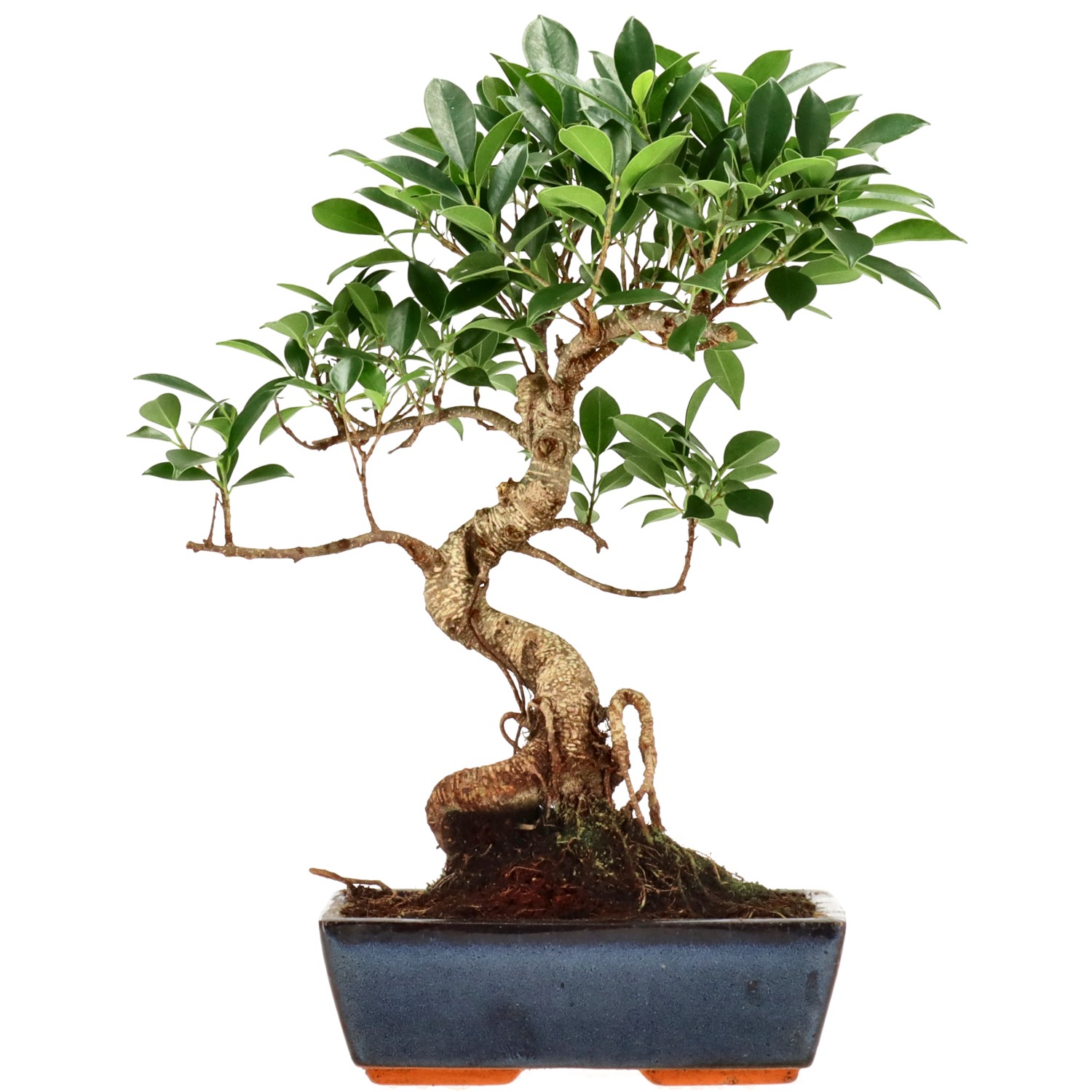 Vijgenboom, ca. 14 j. (39 cm)