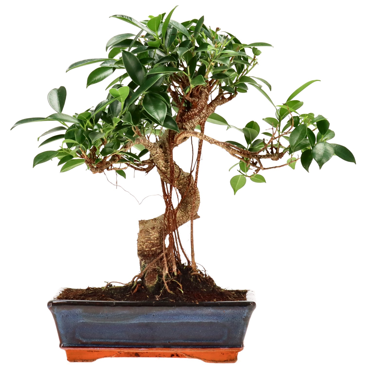 Ficus Retusa, ca. 14 anni (34 cm)