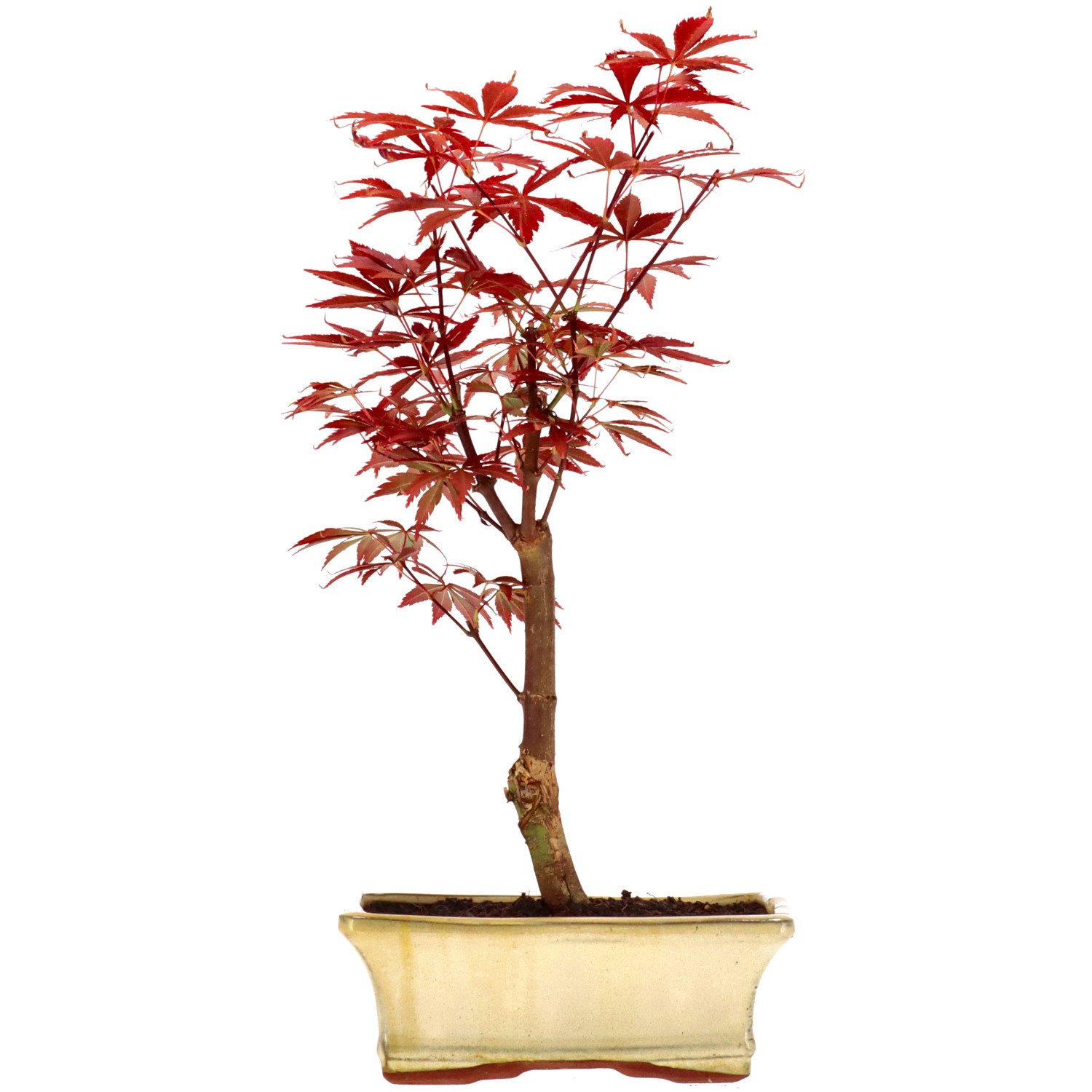 Jap. Fächerahorn (Atropurpureum), veredelt, ca. 9 J. (33 cm)