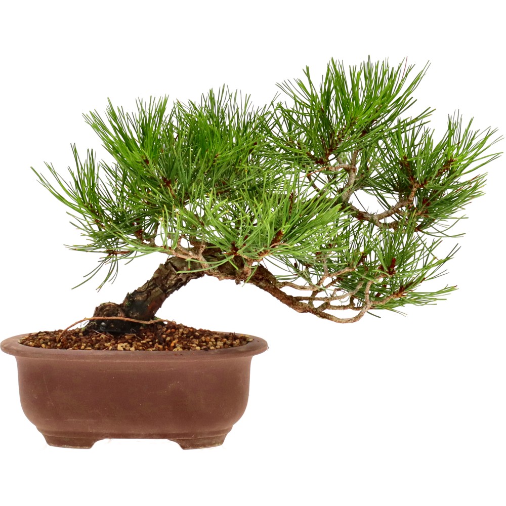 Japanse zwarte den, ca. 12 j. (17 cm)