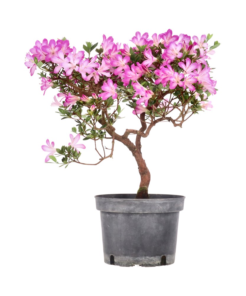 bonsai.fallbackImageTitle bonsai.fallbackImageTitle