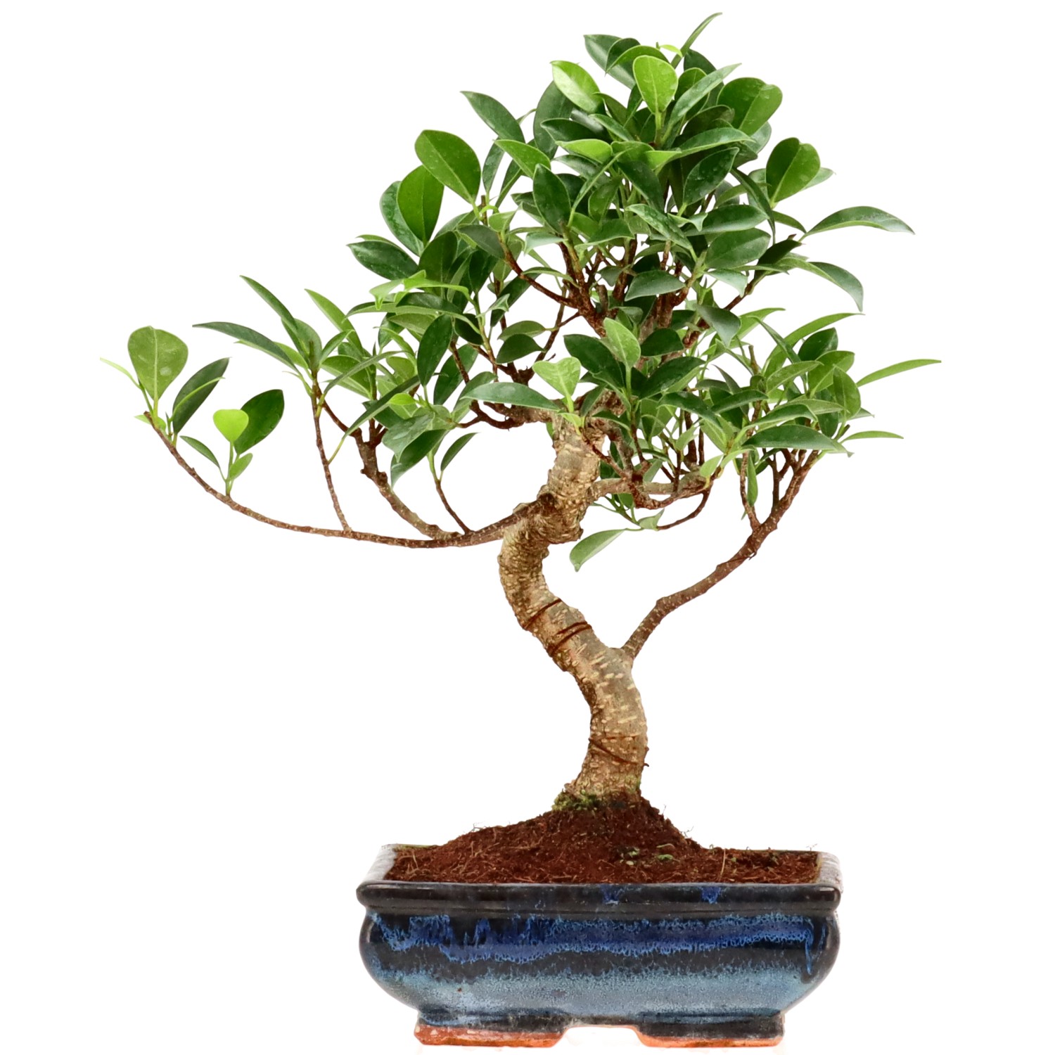 Vijgenboom, ca. 9 j. (28 cm)