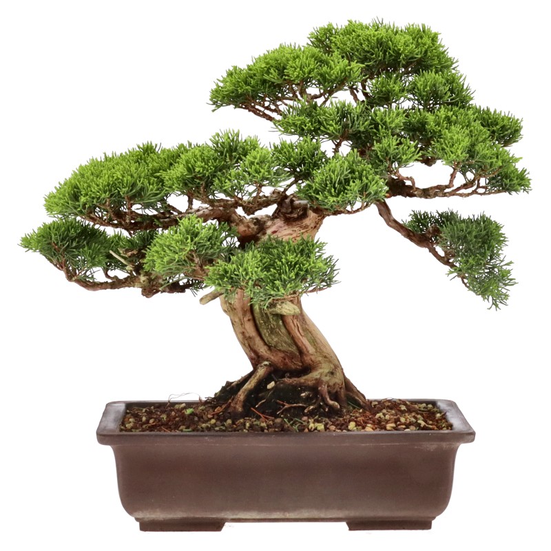 bonsai.fallbackImageTitle bonsai.fallbackImageTitle