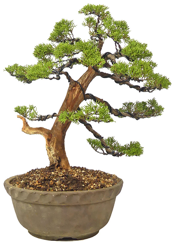 bonsai.fallbackImageTitle bonsai.fallbackImageTitle