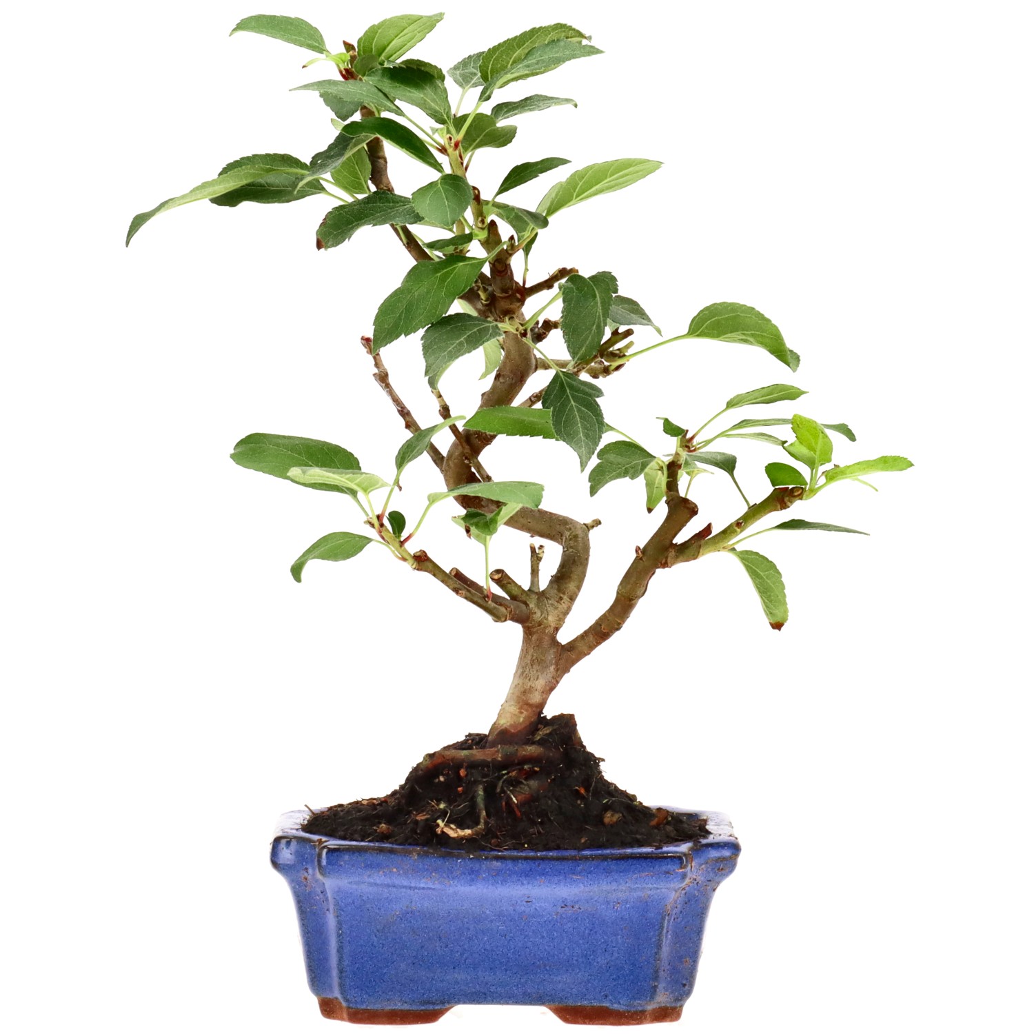 Zierapfel, ca. 7 J. (27 cm)