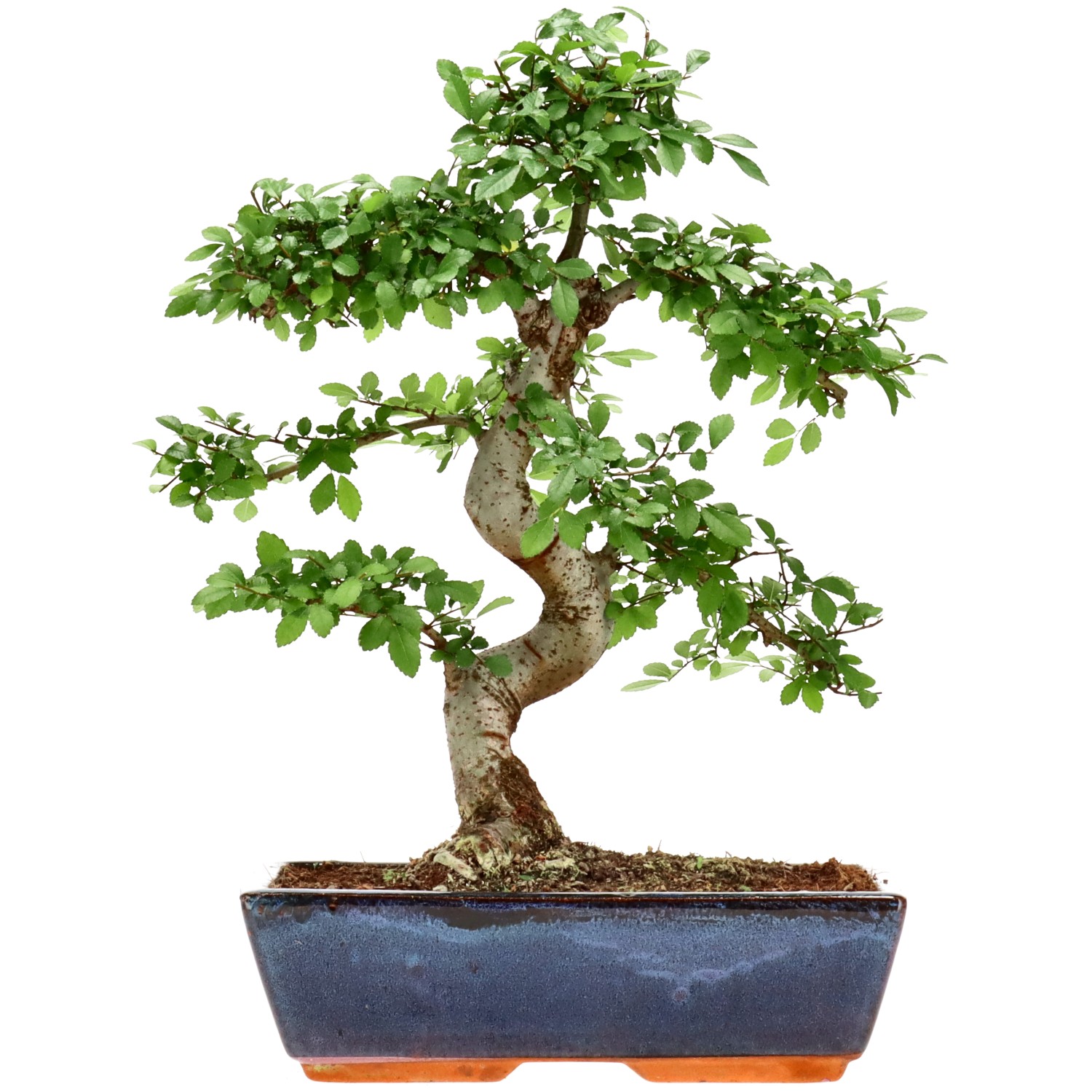 Chin. Ulme, ca. 14 J. (38 cm)