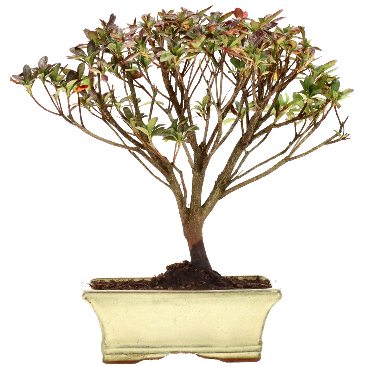 Azalea giapponese (Osakazuki), ca. 9 anni (22 cm)