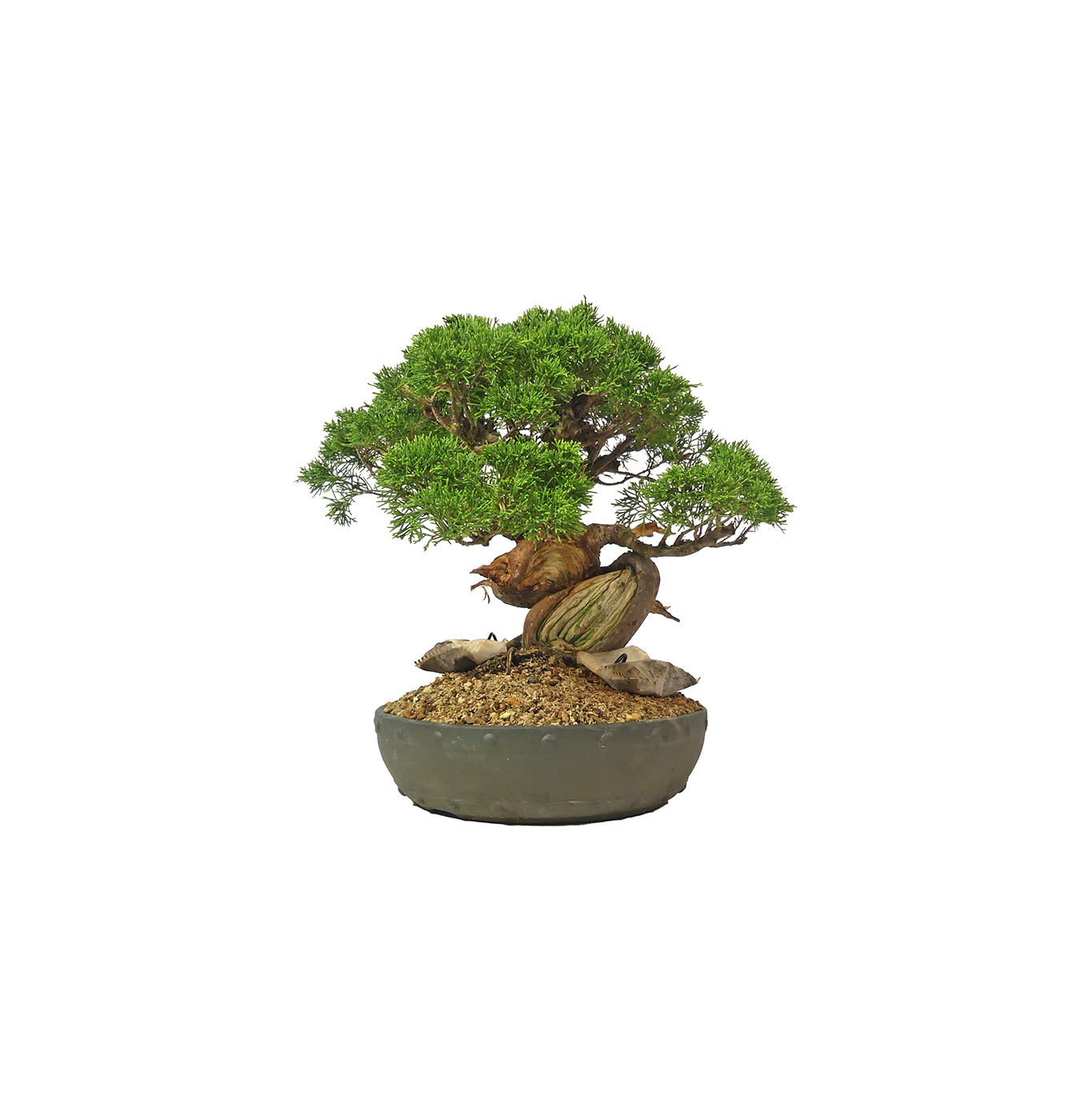 bonsai.fallbackImageTitle bonsai.fallbackImageTitle