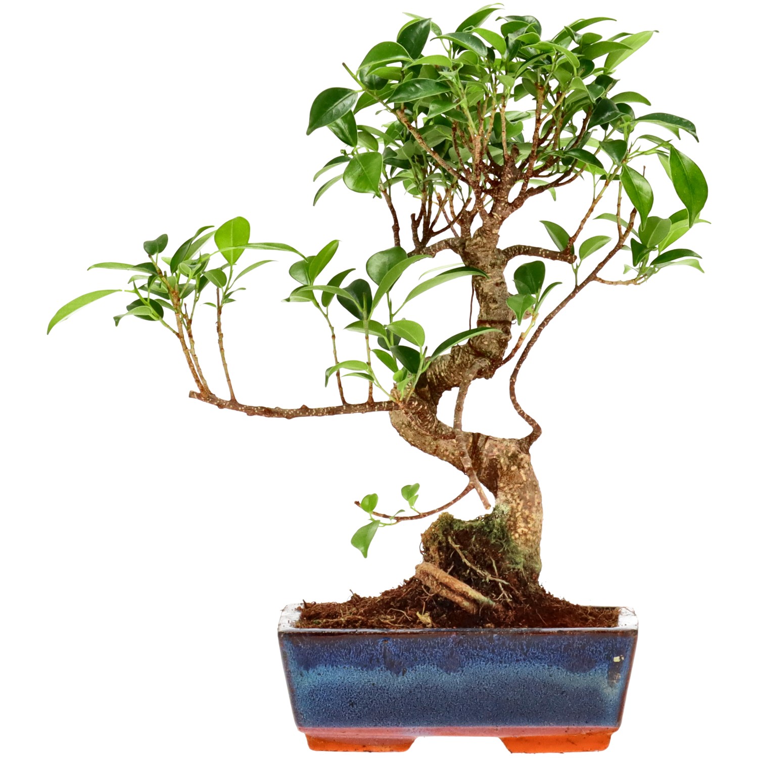 Ficus Retusa, ca. 9 anni (30 cm)