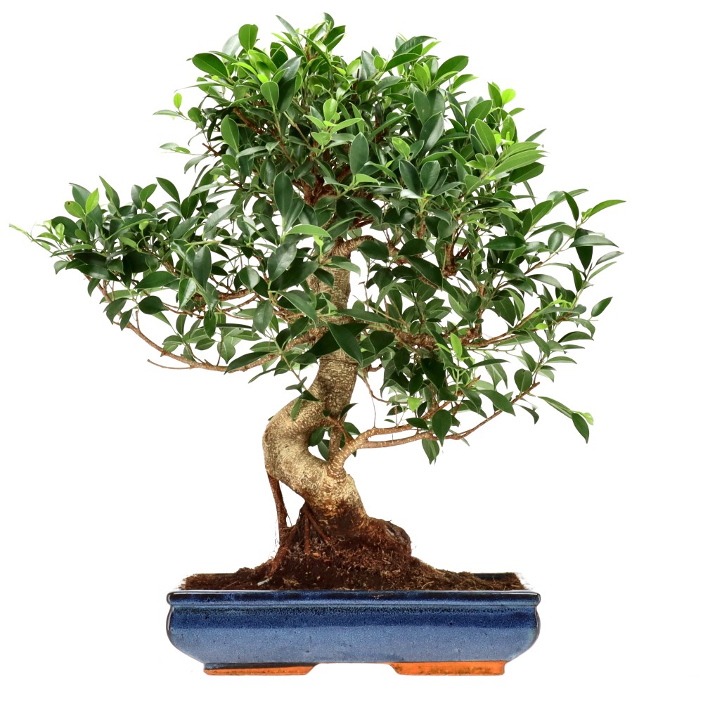 Chin. Feigenbaum (Retusa), ca. 20 J. (59 cm)