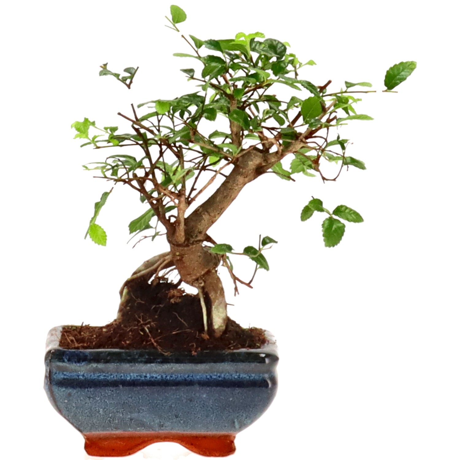 Olmo cinese, ca. 6 anni (17 cm)