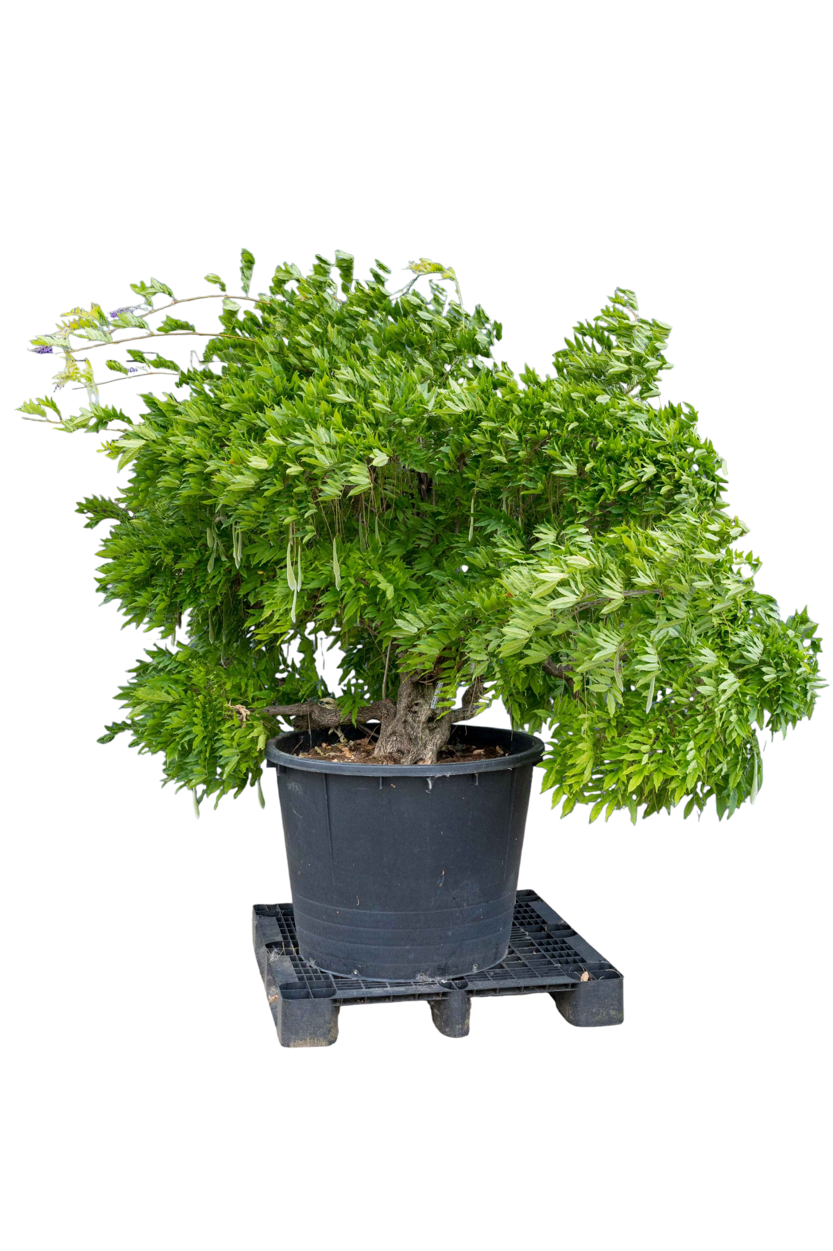 Tuinbonsai - Japansk Azalea (Orange Beauty), ca. 15 jaar