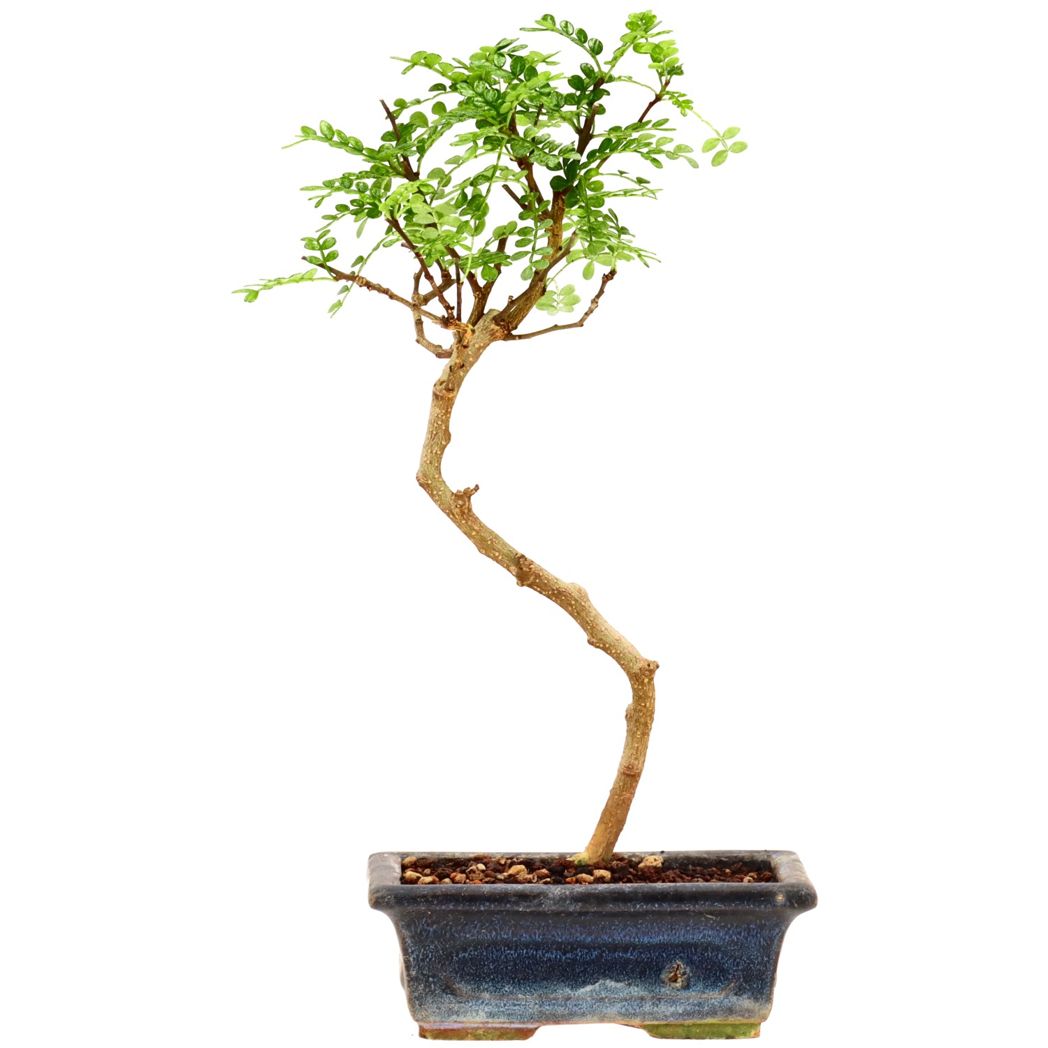 Japanse peperboom, ca. 7 j. (24 cm)