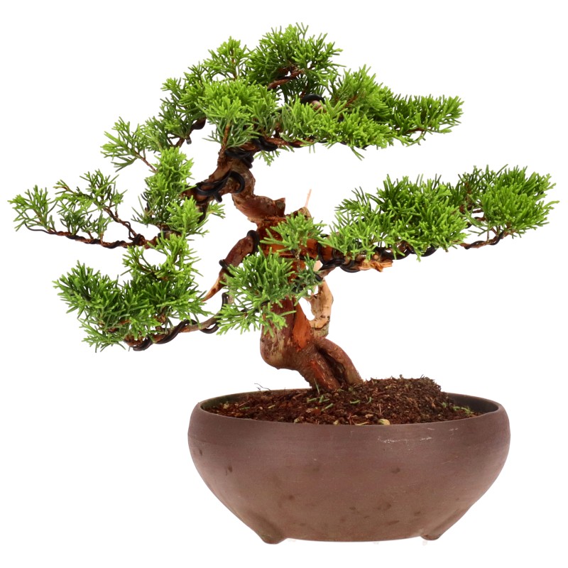 bonsai.fallbackImageTitle bonsai.fallbackImageTitle
