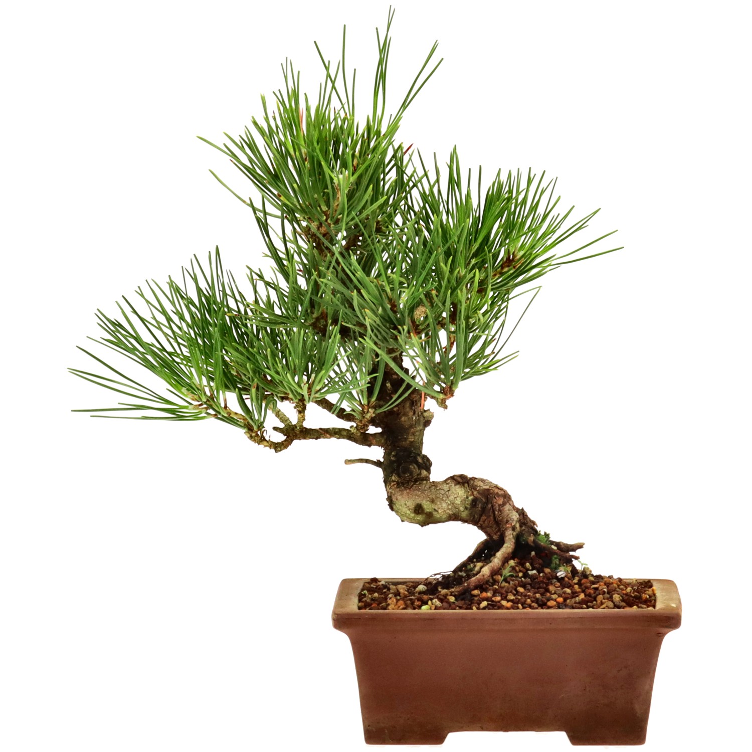 Japanese black pine, approx. 10 y. (18 cm)