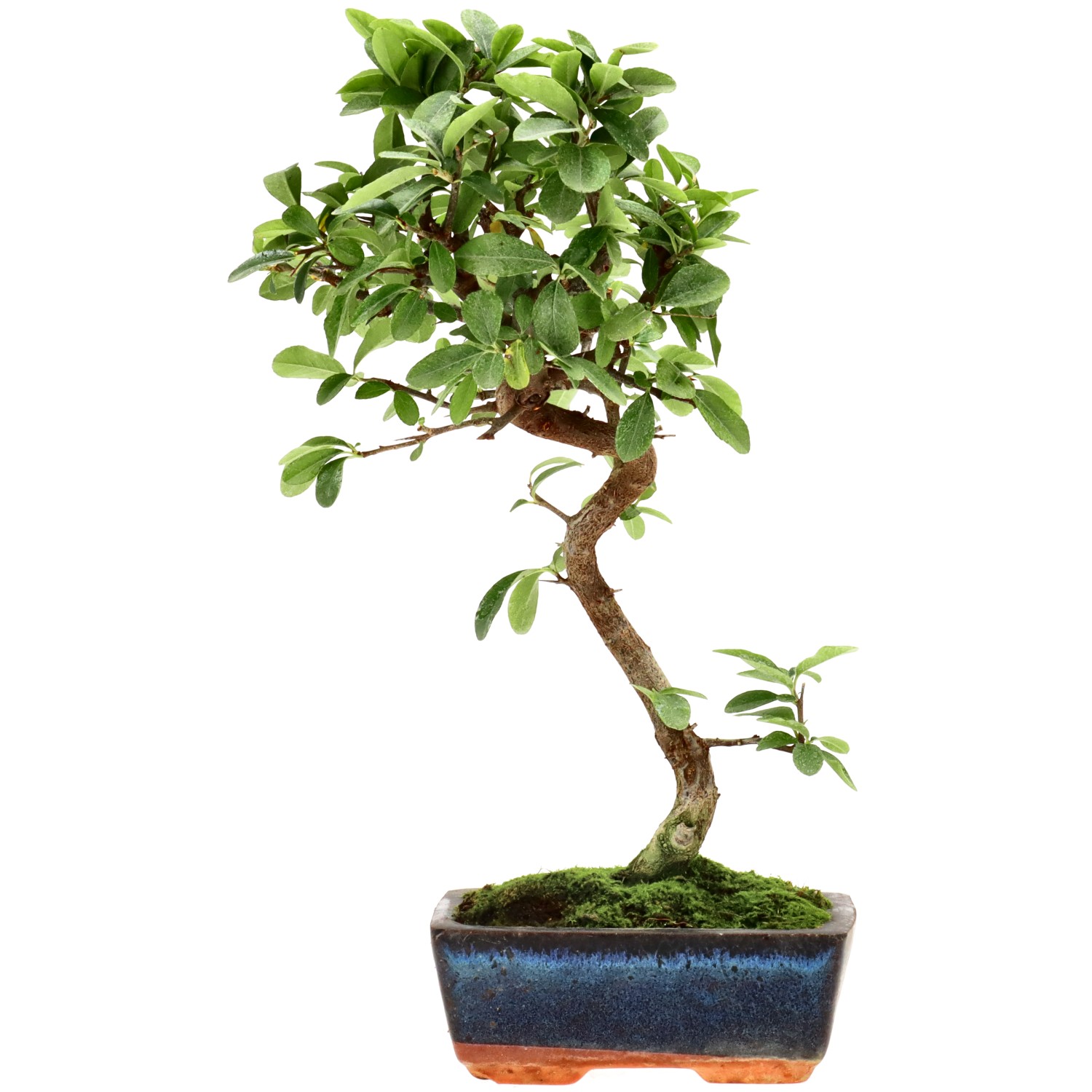 Feuerdorn, ca. 7 J. (33 cm)