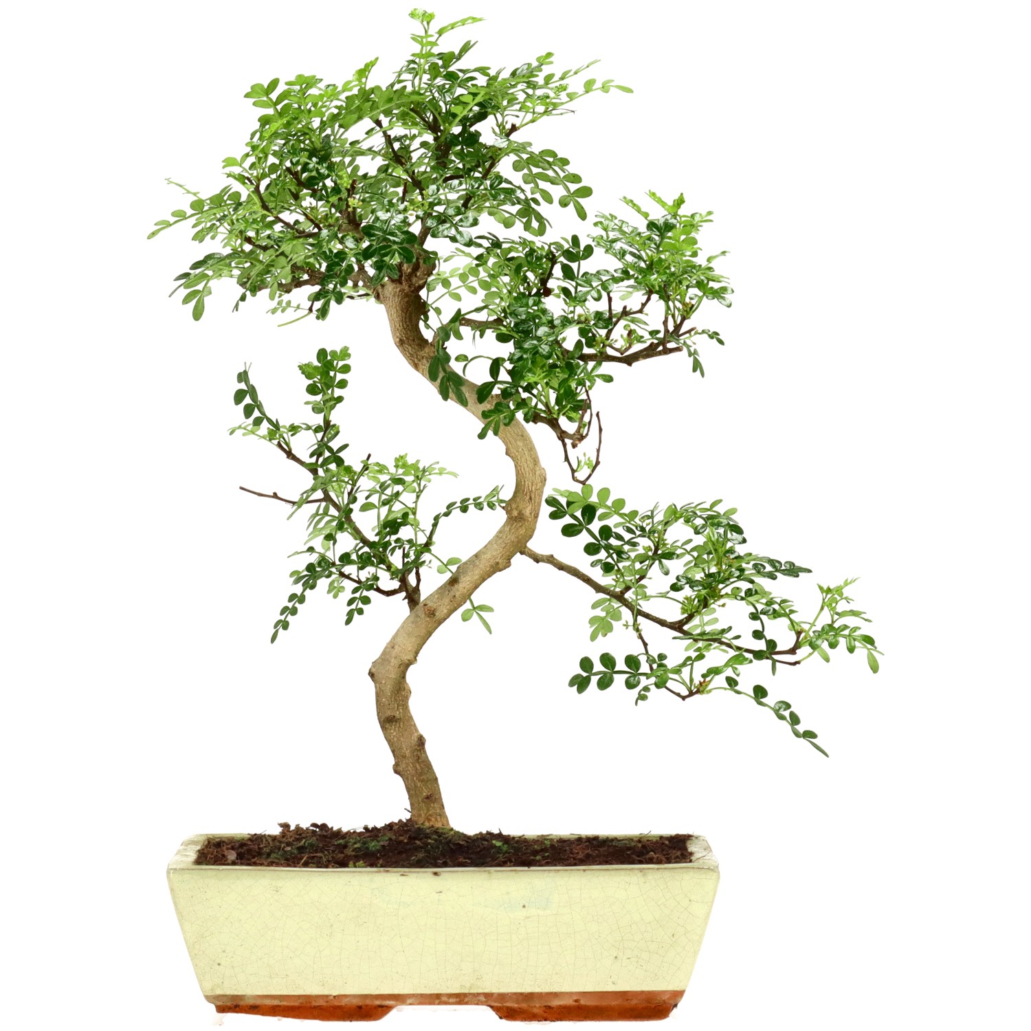 Pfefferbaum, ca. 14 J. (43 cm)