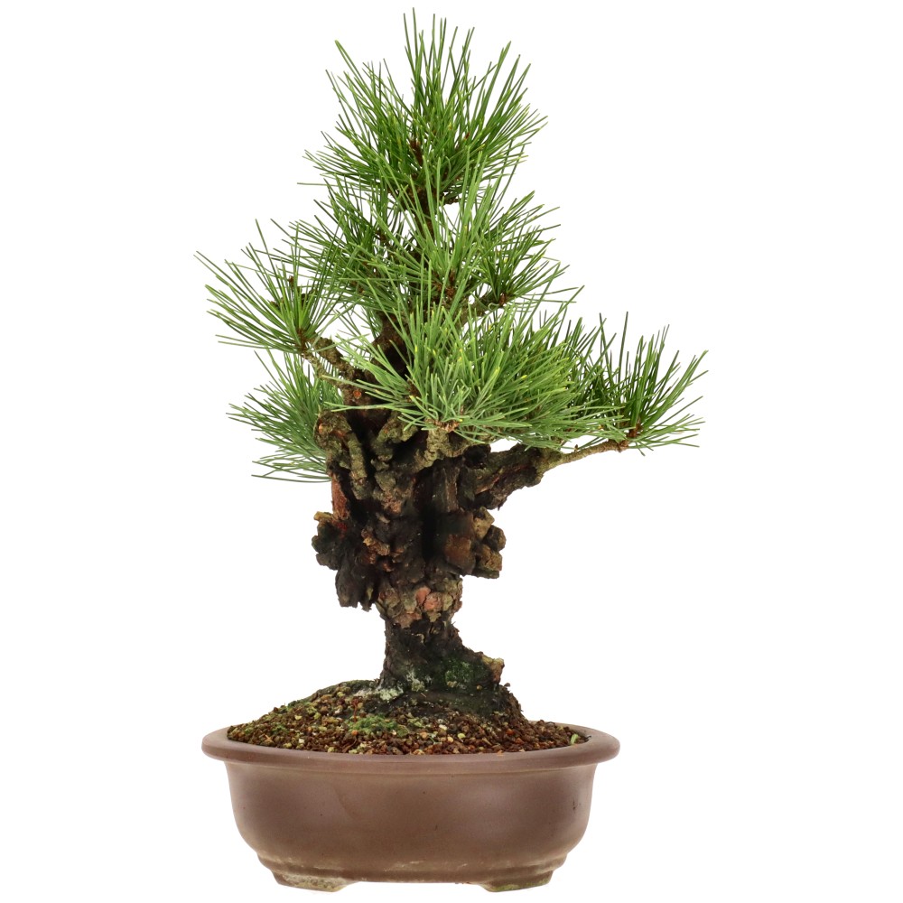 bonsai.fallbackImageTitle