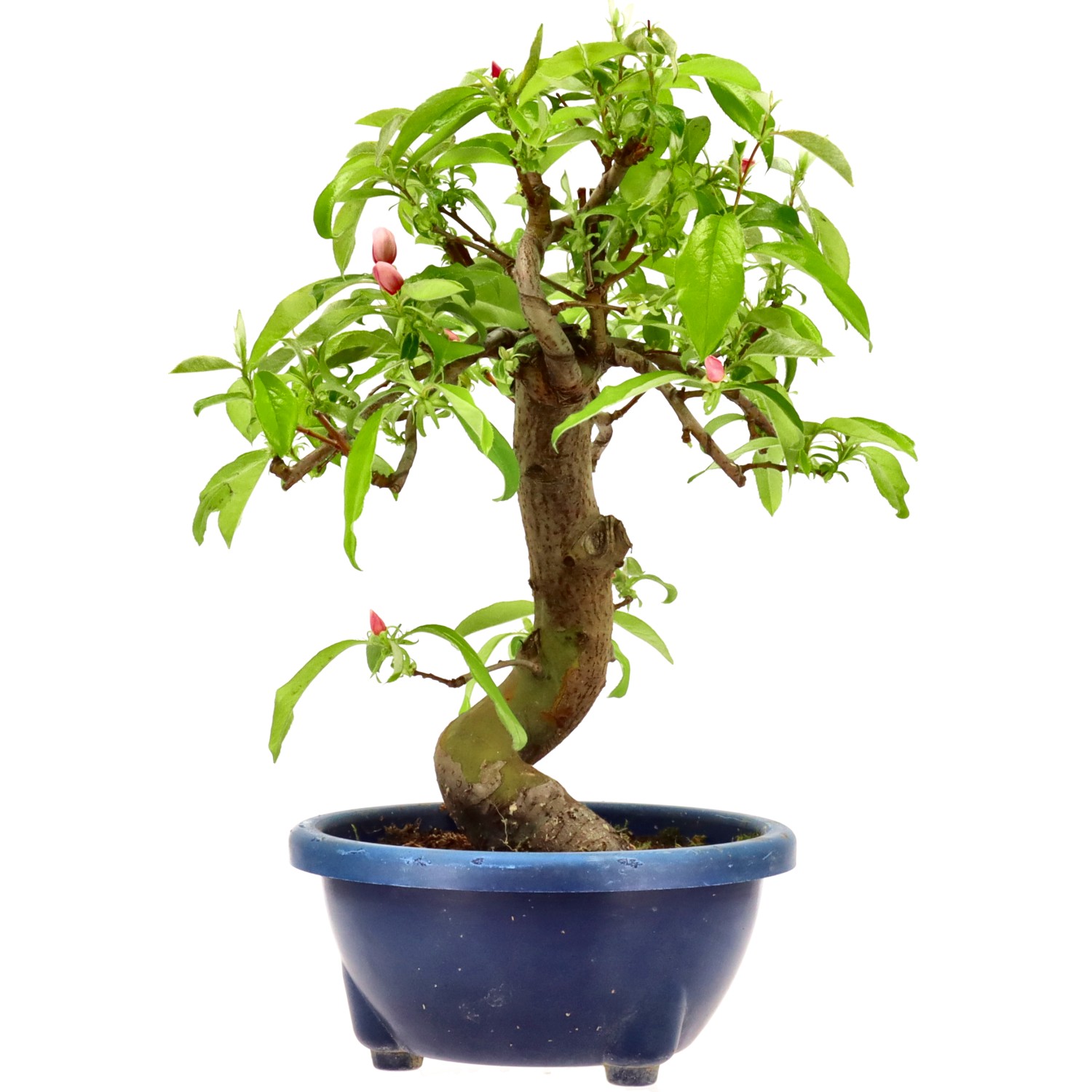 Chin. Quitte, ca. 16 J. (37 cm)