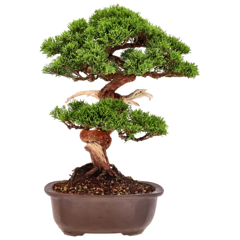 bonsai.fallbackImageTitle bonsai.fallbackImageTitle