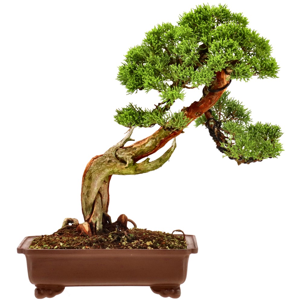 Enebro de China, aprox. 20 años (32 cm)