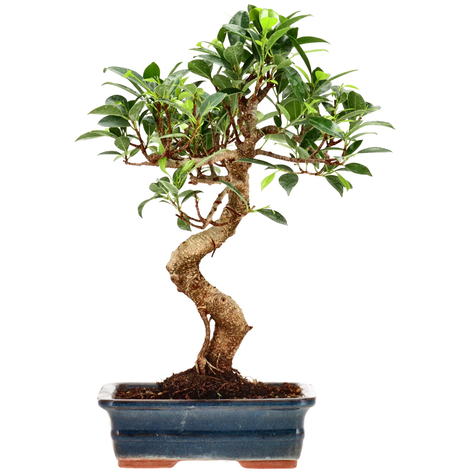 Ficus Retusa, aprox. 9 años (32 cm)