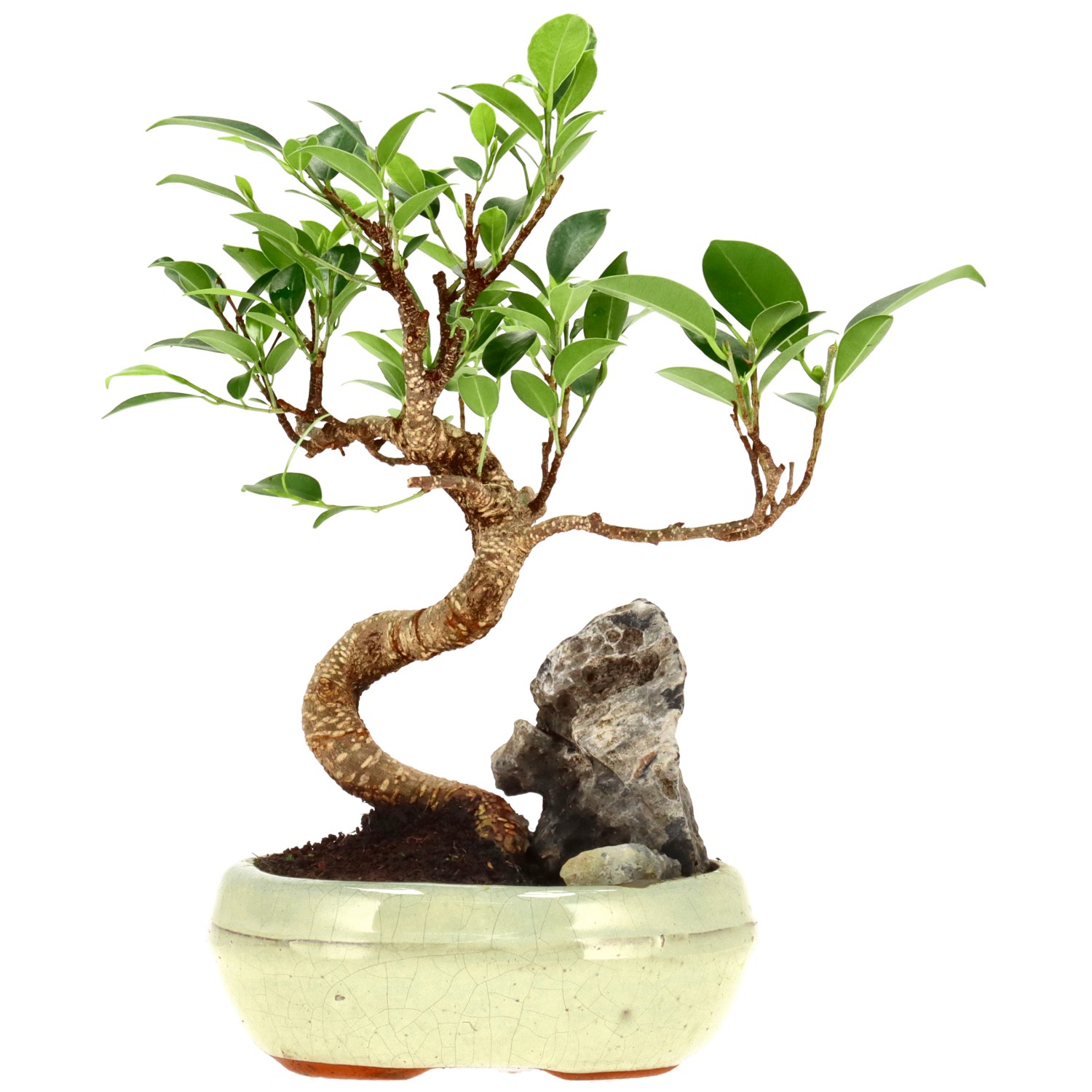 Chin. Feigenbaum (Retusa), ca. 9 J. (24 cm)