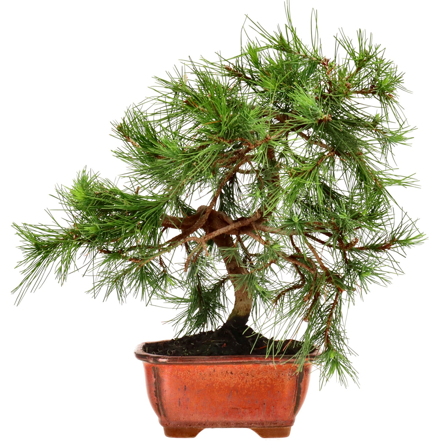 Pin d'Alep, env. 8 ans (27 cm)