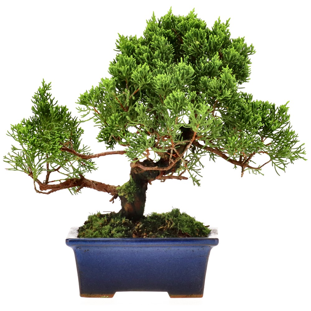 bonsai.fallbackImageTitle bonsai.fallbackImageTitle