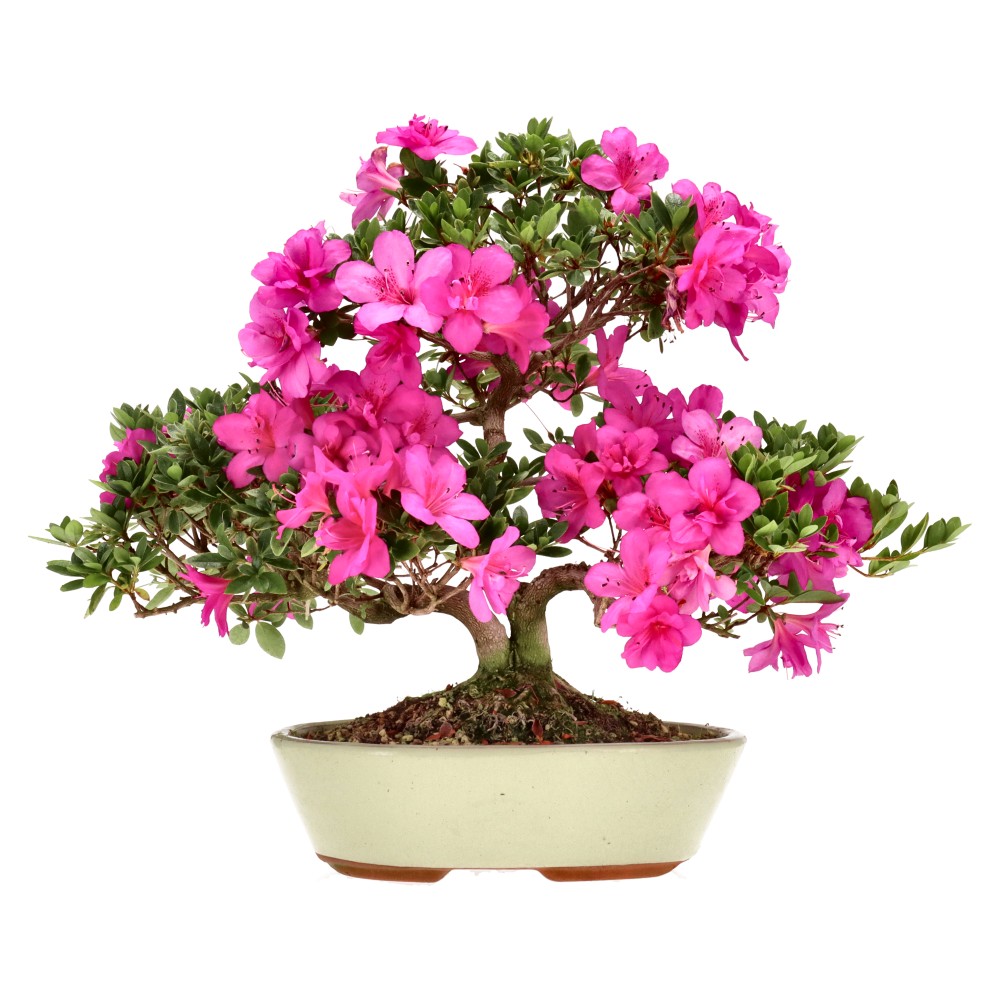 Azalée japonaise, env. 14 ans (33 cm)