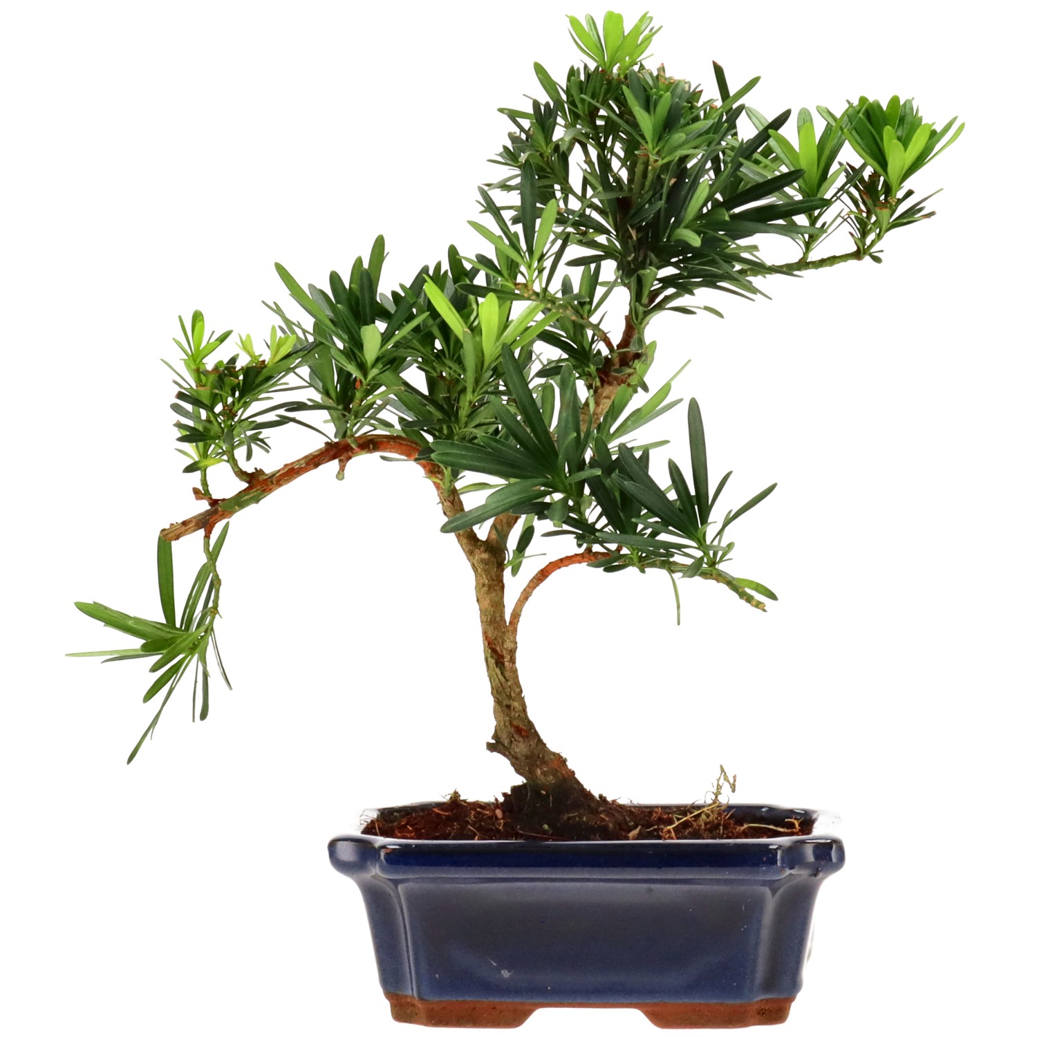 Chin. Steineibe, ca. 9 J. (28 cm)