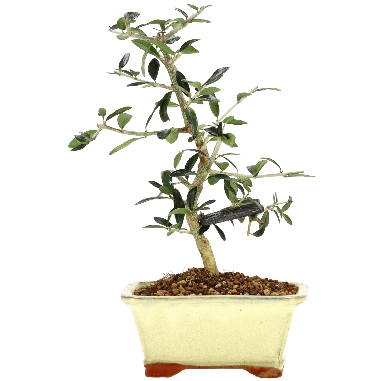 Wildolive, ca. 5 J. (24 cm)