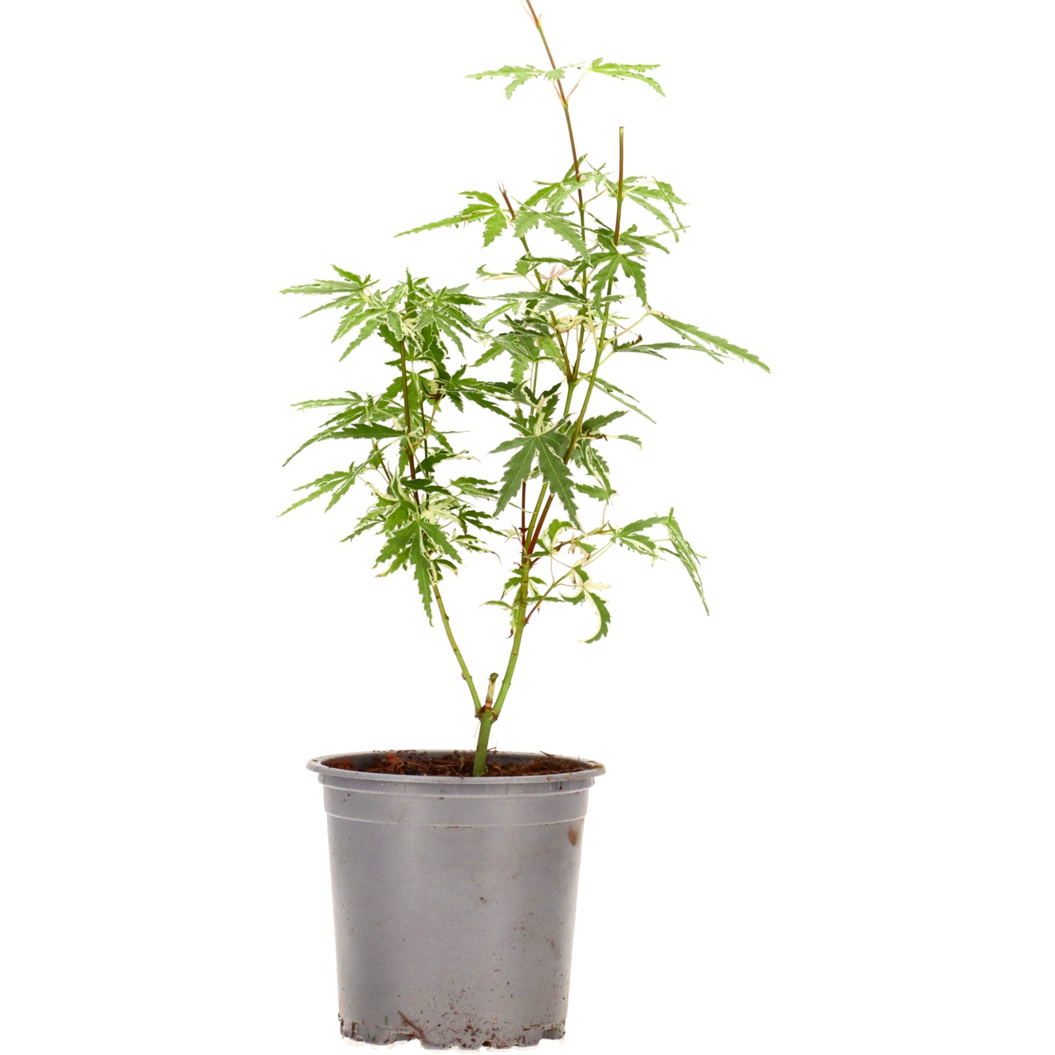 Jap. Maple (Iyoshi), approx. 3 years (15-30 cm)