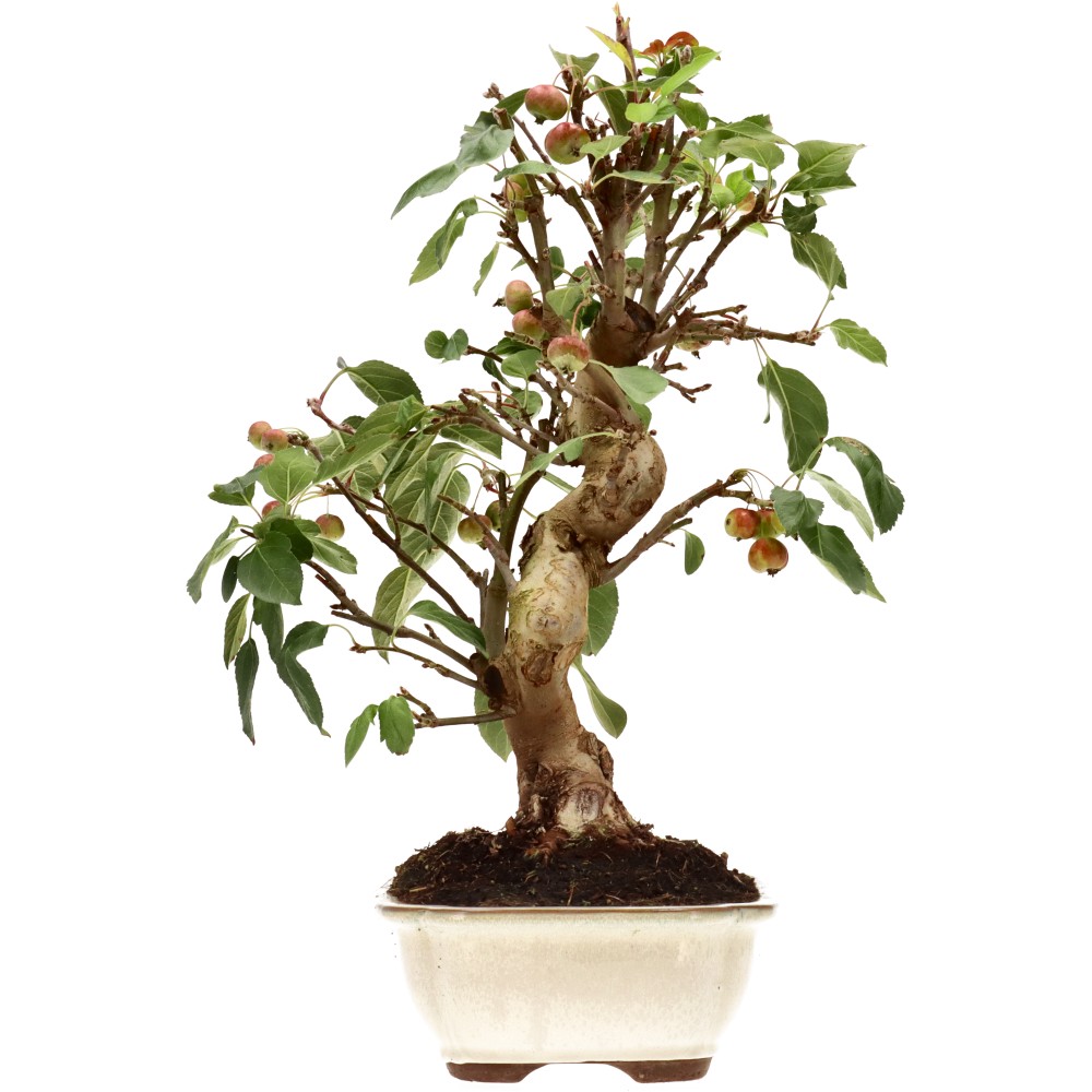Zierapfel, ca. 17 J. (45 cm)