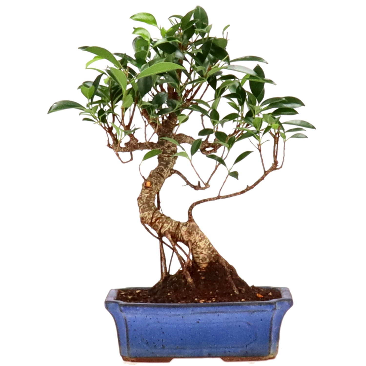 Chin. Feigenbaum (Ret.), ca. 14 J. (36 cm)